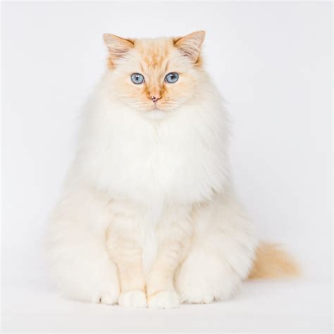 flame tipped ragdoll|flame point ragdoll cat pictures.